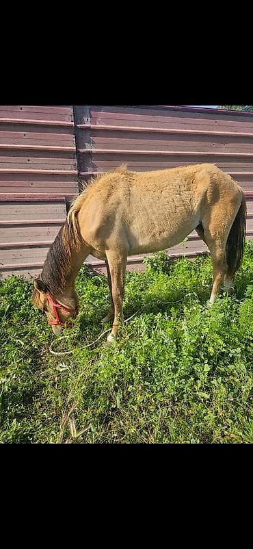 ящики для цыплят: Продаю | Кобыла (самка), Жеребенок | Для разведения — 4