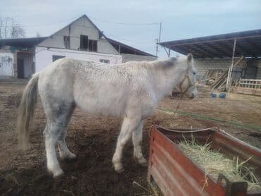 продаю в связи с переездом: Продаю | Жеребец | Рабочий — 2