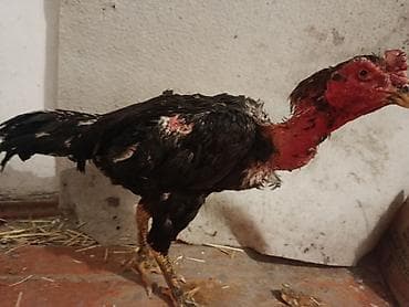 Грызуны: Продаю | Петух | Бойцовая | Для разведения — 2