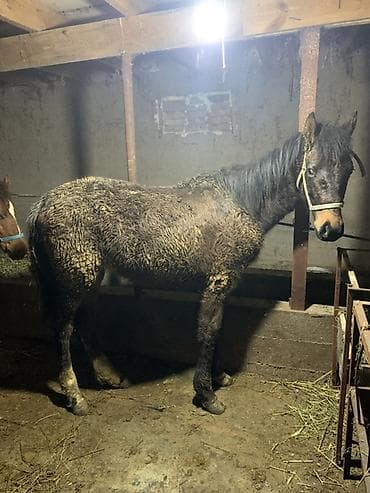 Продаю | Жеребенок | Полукровка | Для разведения