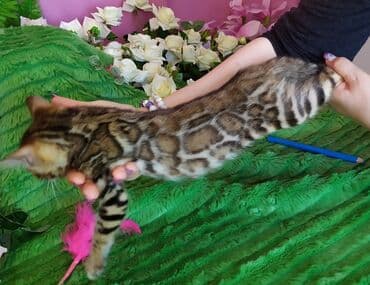 куда можно отдать собаку в бишкеке: Новые Бенгальские детки. Питомник Бен Гла Мур предлагает — 9