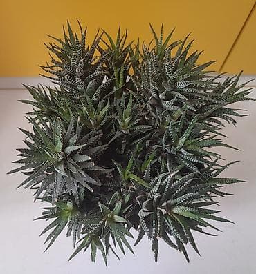 Комнатные розы: Взрослые кусты хавортий самовывоз из Тунгуча или из района Ошского — 1