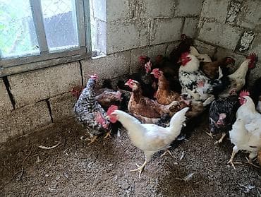 бодоно бишкек: Домашние куры 30 штук общий 28 курей 2 петуха куры после линки у — 8