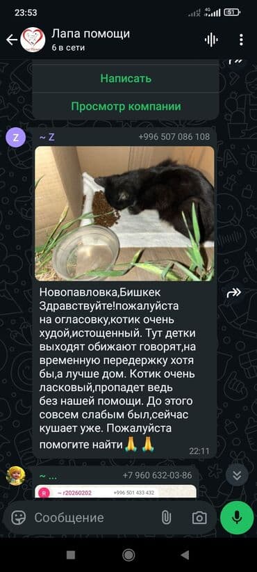 отдам собаку в добрые руки: Собака даром: 7 месяцев, Самец — 11