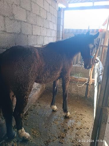 Продаю | Жеребец