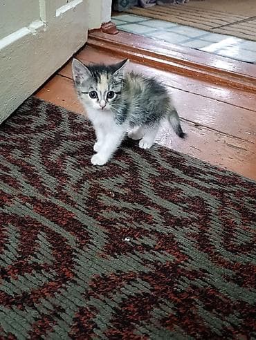 scottish fold: Отдам за символическую плату котят. Котятам чуть больше месяца, и уже — 3