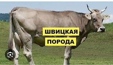 ат талас: Продаю | Корова (самка) | Швицкая | Для разведения, Для молока | Привязанные — 1