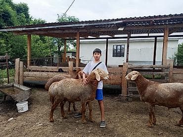 заяц живой: Продаю | Баран (самец) | Арашан | Для разведения | Племенные — 1