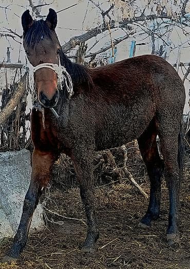 Продаю | Конь (самец) | Рабочий