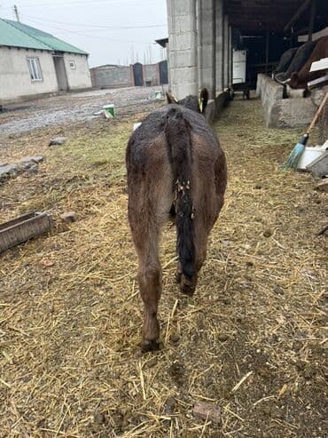 купить калифорнийского червя: Продаю | Музоо, торпок | На откорм | Искусственник — 10