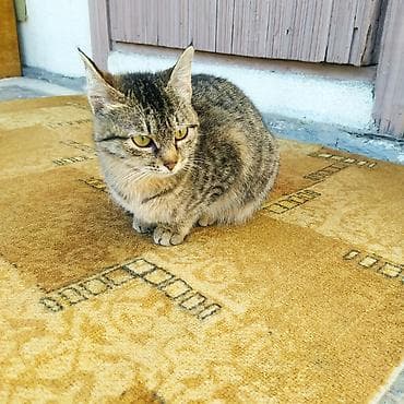 Отдам даром кошку: 6 месяцев, Девочка, Приучена к лотку, Проглистована — 2