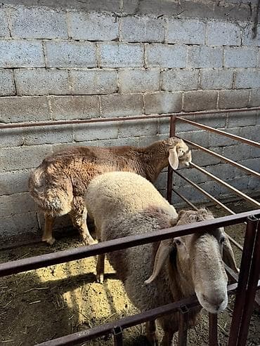 Продаю | Баран (самец) | Для разведения at lalafo.kg Продаю | Баран (самец) | Для разведения