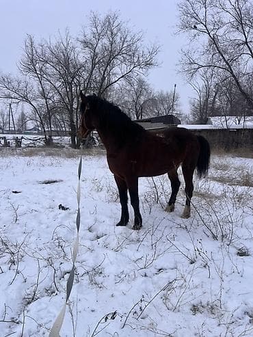 продаются собаки: Продаю | Жеребец | Полукровка | Для разведения | Племенные — 10