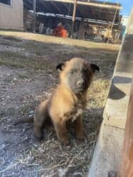 Ит кууту: Иттер сатылат — 5