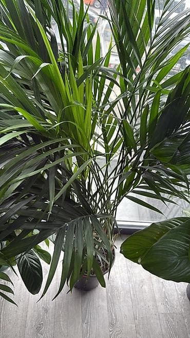 комнатная пальма: Комнатные растения в декоративных кашпо 1) Замиокулькас (Zamioculcas — 5