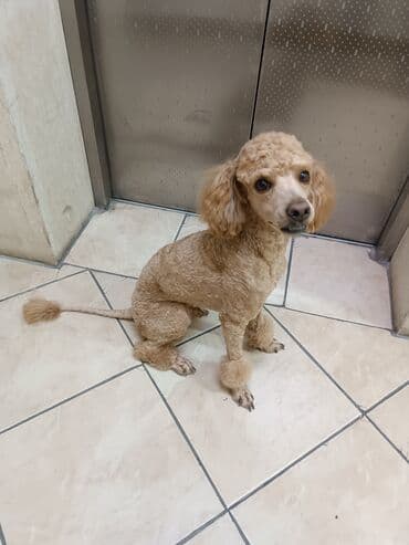 Вязка: Пудель, Самец, 4 года