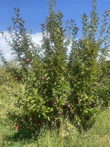 Үйдү ижарага алам: Үй, 80 кв. м, 3 бөлмө, Менчик ээси, Косметикалык оңдоо — 25