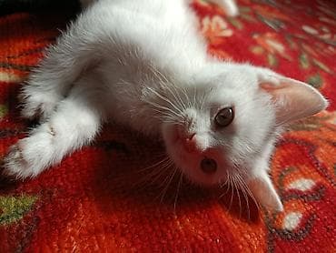 продаю котенка: Као-мани, 2 месяца, Мальчик, Белый, Приучена к лотку, Проглистована, С документами — 3