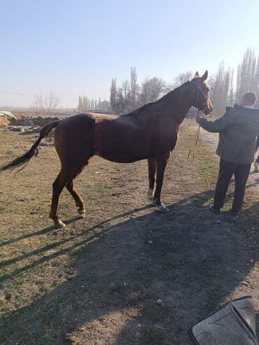 возьму собаку в добрые руки: Продаю | Жеребенок | Конный спорт — 1