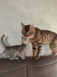 котята саванна купить: Бенгал, 2 айлык, Эркек, Лотокко барууга үйрөтүлгөн — 7