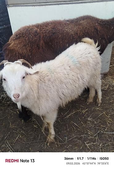 английская кошка: Продаю | Коза (самка) | Для разведения — 3