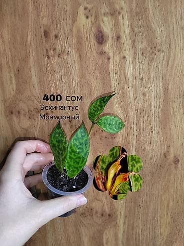 времени: Комнатные растения — саженцы и черенки. 1) Живое дерево (лечебное) — — 6