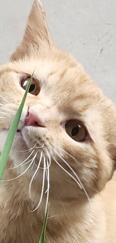 кошка домашняя: Отдадим в заботливые руки красивого,ласкового, молодого рыжего кота в — 1