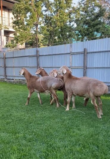 продаю в связи с переездом: Продаю | Баран (самец) | Арашан | Для разведения | Племенные — 4