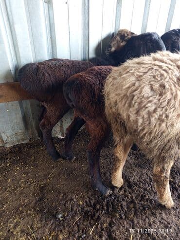 хмонг порода собак цена: Продаю | Баран (самец) | Полукровка | На забой — 3