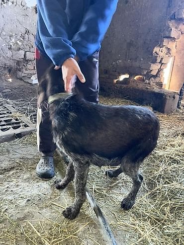 Продажа собак: Щенки охотничьей породы курцхаара/ — 4