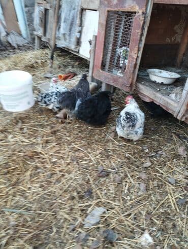 в связи с переездом отдам попугая жако в добрые руки: Продаю | Куры | Кохинхин | Для разведения — 29