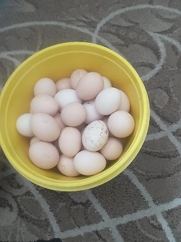 Молочные продукты и яйца: Домашние куриные яйца - Свежие деревенские яйца от домашних кур — 2