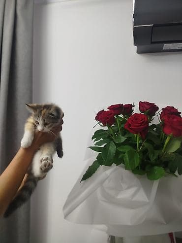 Отдам даром кошку: Кошка даром: Экзотическая, 2 месяца, Девочка, Приучена к лотку — 2