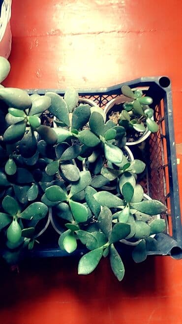 котенок в добрые руки: Отростки алоэ и денежное дерево. по 50 сом — 10