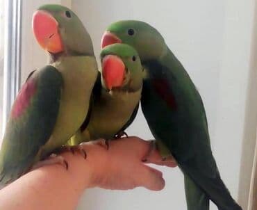 домик для волнистых попугаев: Александрийские попугаи хорошо приручаются к рукам а так же к — 3