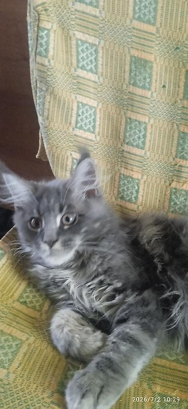 ищу котят: В честь каникул распродажа ❤️ ❤️ ❤️ Мейн-Кун 🥰 Продается шикарный — 3