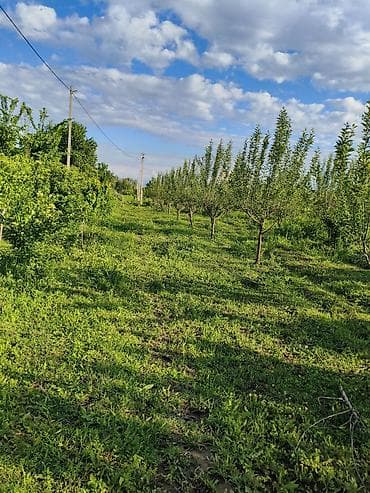 сдаю кафе в бишкеке: 100 соток, Для бизнеса, Договор купли-продажи — 4