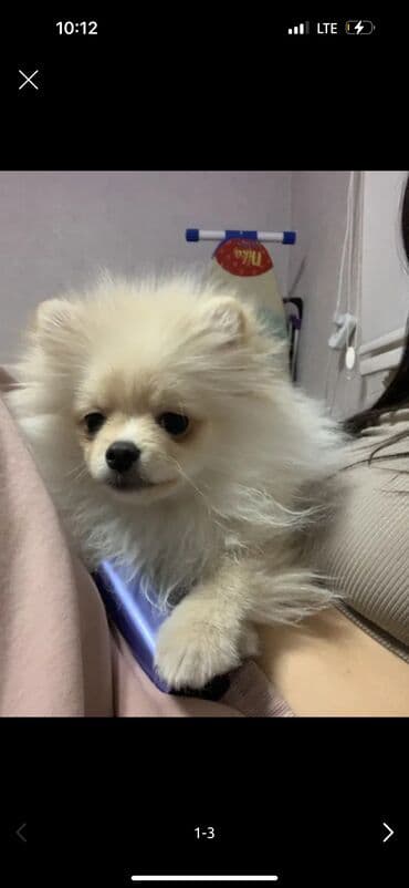 щенок немецкой овчарки цена: Шпиц, 3 месяца, Самец, С прививкой, С родословной — 1