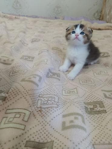 шотлан: Шотландский вислоухий котёнок (предположительно скоттиш-фолд) — 5