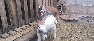 Үй жаныбарлары: Сатам | Улак | Аргын | Көбөйтүү үчүн — 6