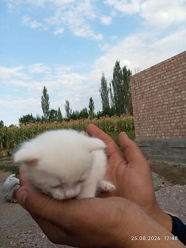котят купить: 1 месяц, Мальчик, Белый, С прививками — 3