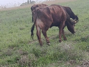 племенные: Продаю | Тёлка | Швицкая | Для молока | Племенные — 2