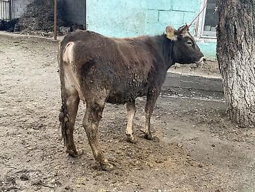 сколько стоит йоркширский терьер: Продаю | Корова (самка) | Швицкая | Для разведения, Для молока — 1