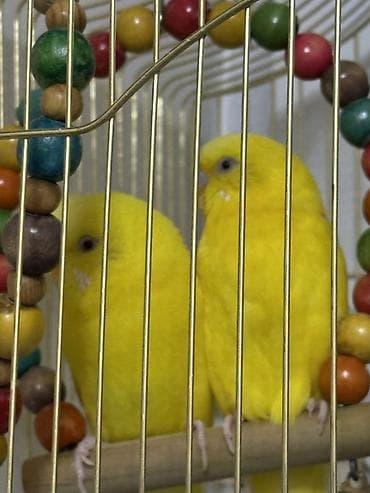 домашняя птица: Волнистые попугаи с клеткой и игрушками Продаётся комплект: 2 — 2