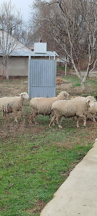 парода бука: Продаю | Овца (самка) | Полукровка | Для разведения | Матка — 1