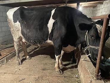 самый лучший сильный умный собака: Продаю | Корова (самка) | Для молока | Привязанные — 4