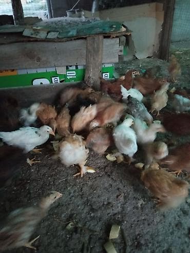 Продаю | Цыплята | Домашняя | Для разведения at lalafo.kg Продаю | Цыплята | Домашняя | Для разведения