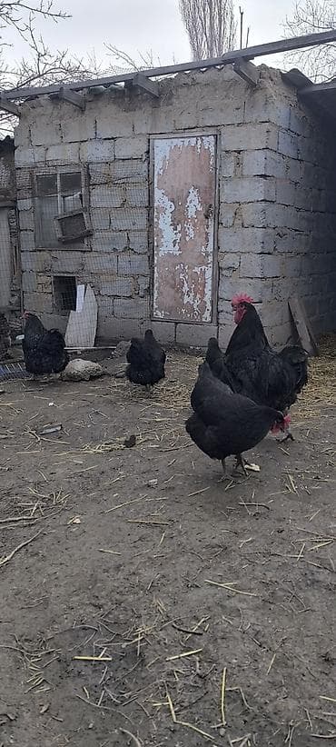 Продаю | Куры | Несушки