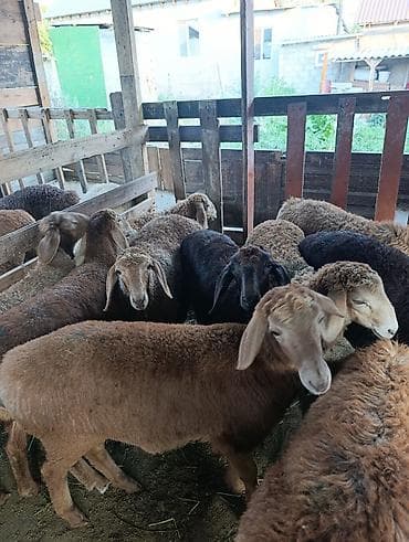момолой чычкан: Сатам | Ургаачы кой (ургаачы), Козу — 3