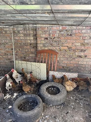 чучело фазана: Продаю куры несушки Брама Полубрама и обычные 11штук и петух 🐔 — 3